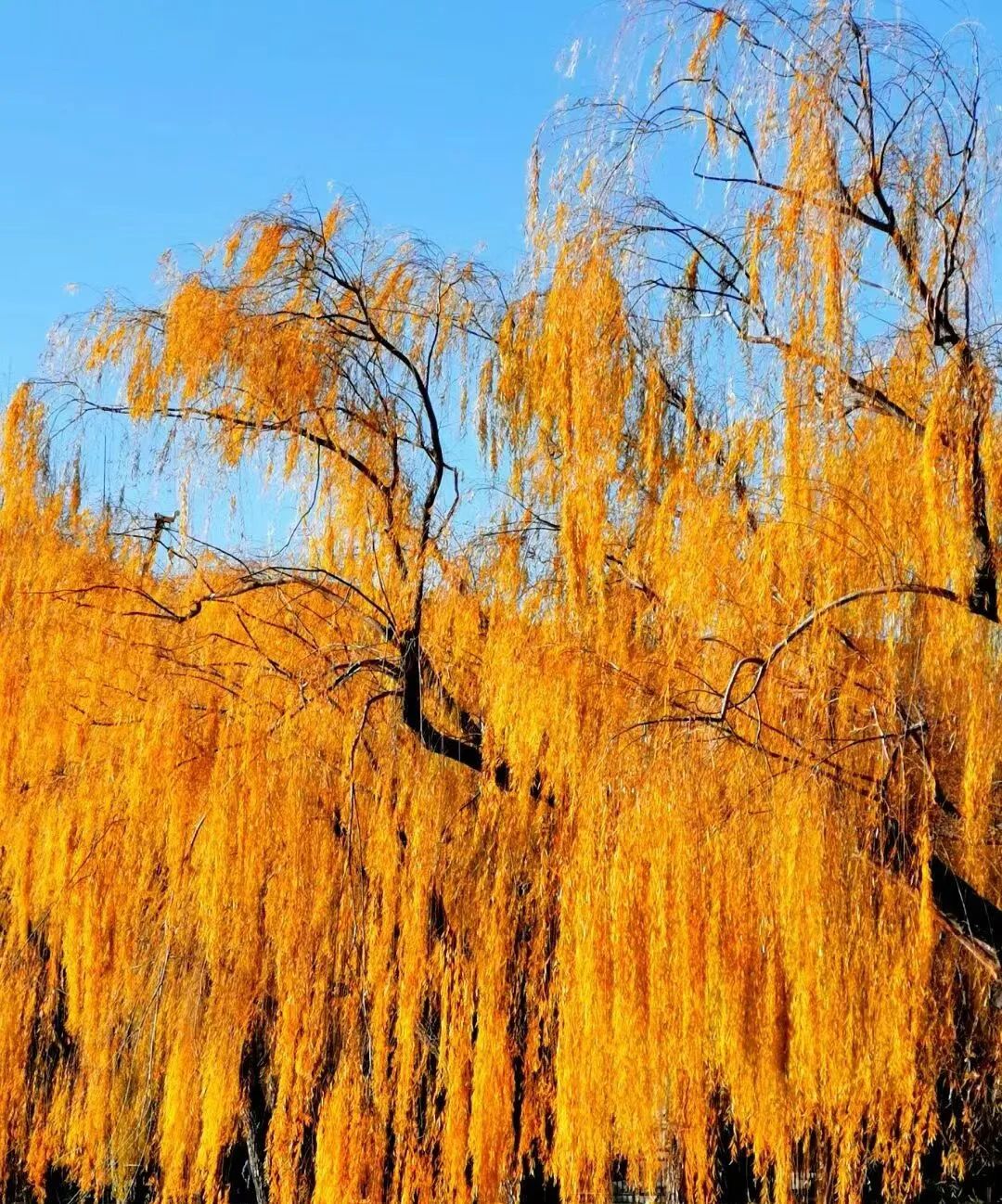 柔丝飘,金光耀,纤盈曼妙,它是最后一抹秋色,是深秋风的模样