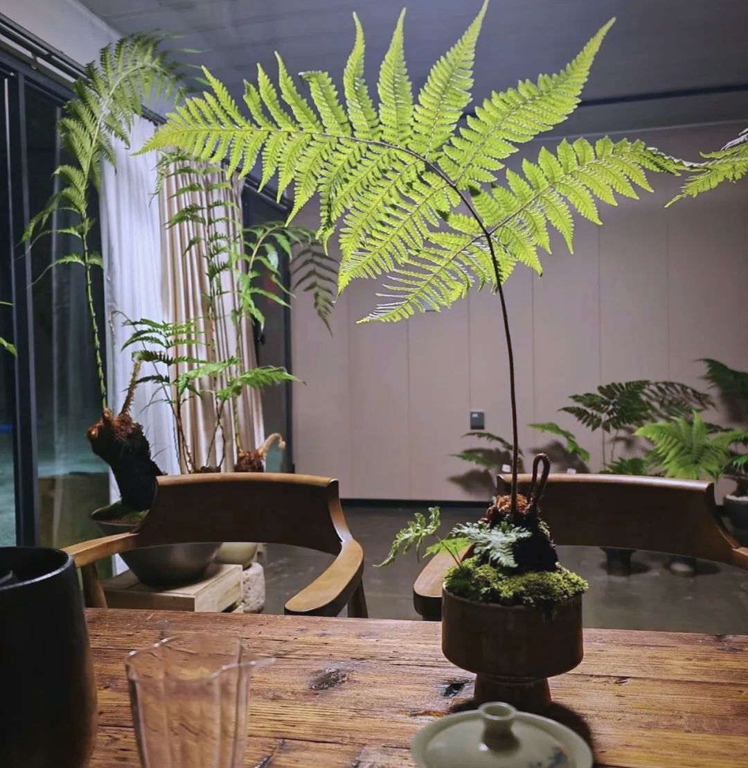 金丝猴蕨养护全攻略:探索美,自然与生命的和谐之旅