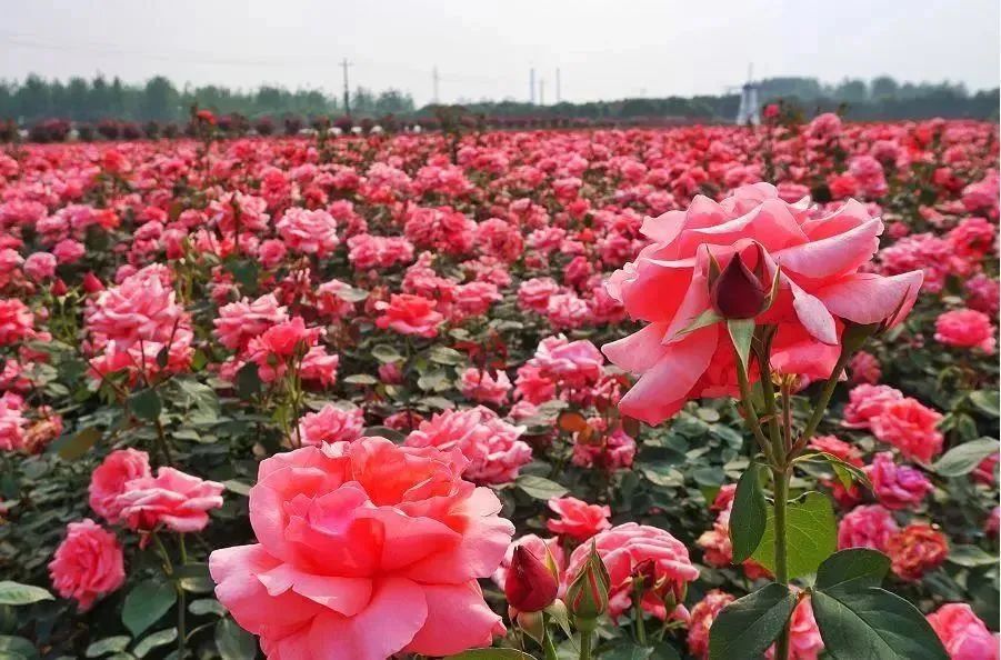 逐漸進入百花齊放,爭相鬥豔的全盛時期永川區三教玫瑰園的玫瑰花海