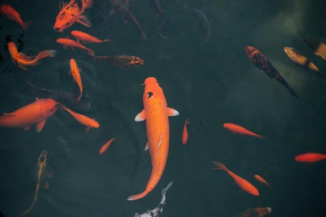 西湖六月荷花红,鲤鱼飞跃龙门景随风起舞烟柳翠,水天一色杭州景