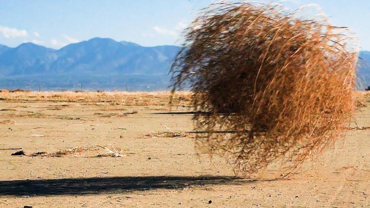 入侵美国,疯狂肆虐的"风滚草",在我国真的活不到"成年"吗?