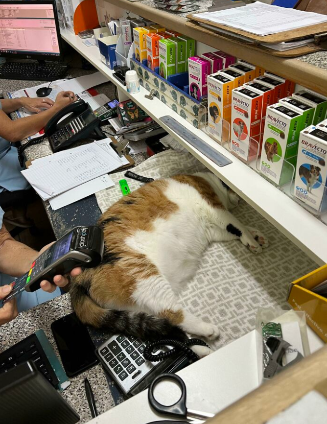 铲屎官一进屋，发现窗边的“吃瓜猫”睡着了