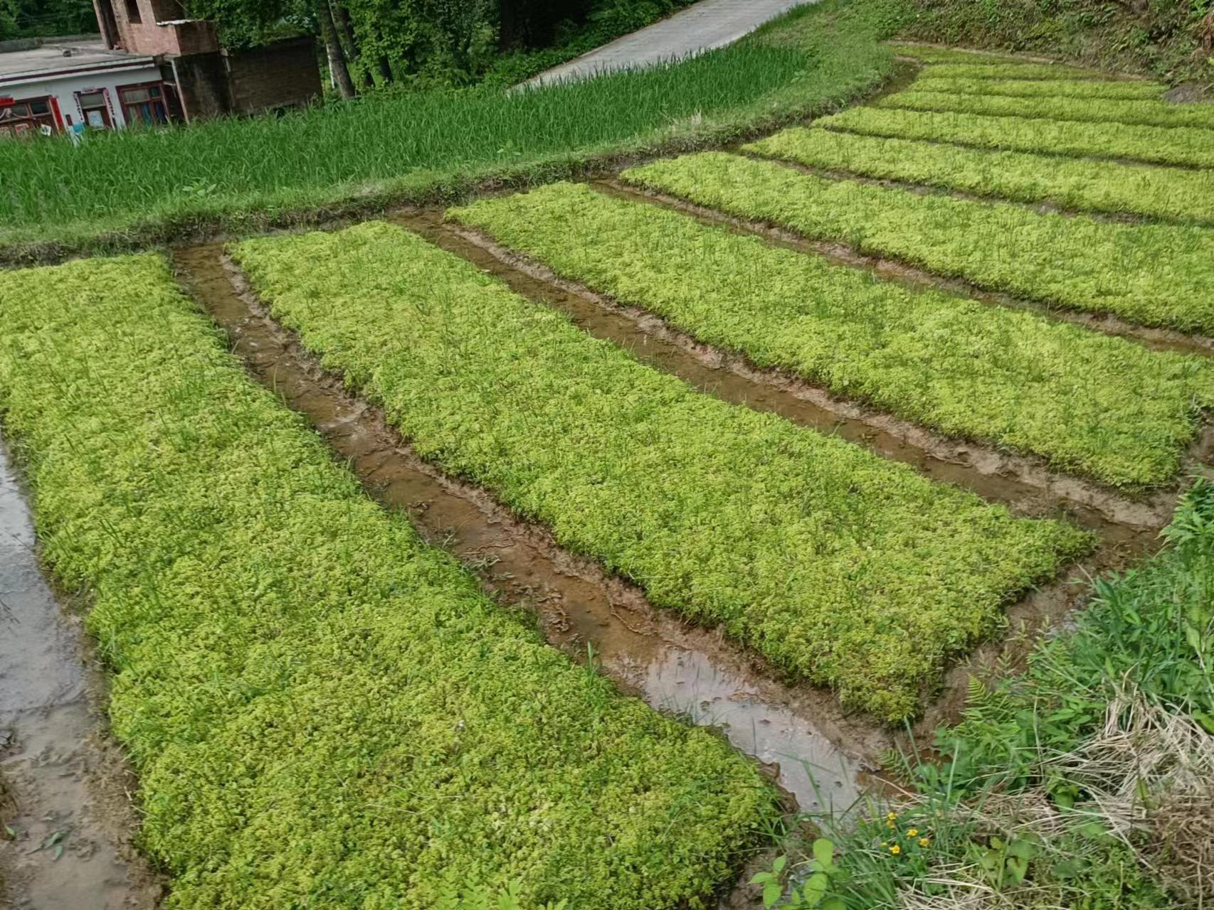 从"废草"到"致富草"——惠水县海花草的发展之旅