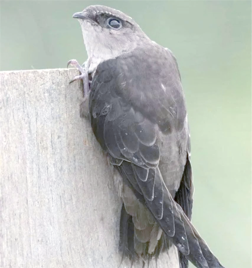 1分钟博物馆探秘:遨游天际的北京雨燕之旅