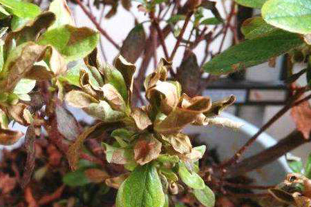 杜鹃花叶子发黑干枯落叶是什么原因,你了解过吗?