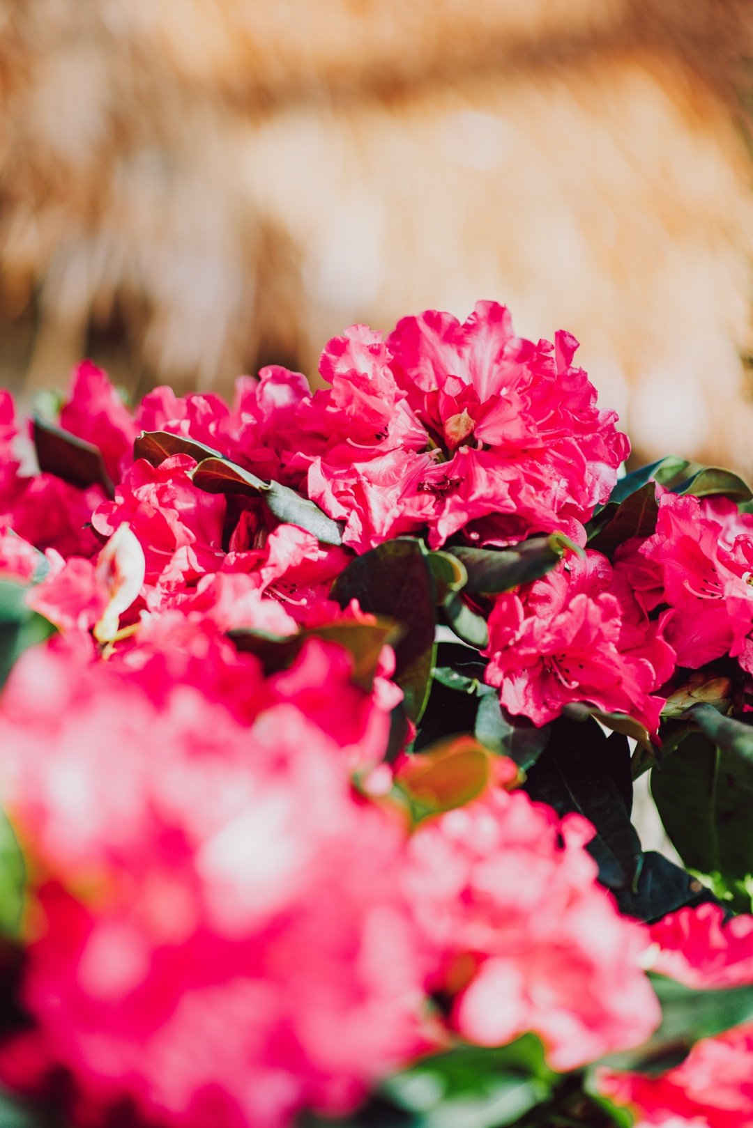 张张都是壁纸!辰山植物园迎春花卉美图来了!