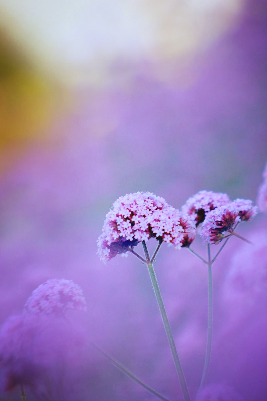 清新梦幻般的马鞭草像一片紫色海洋