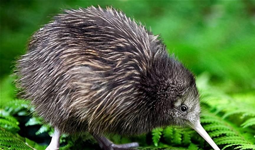 身无彩凤双飞翼,心有几维一点通,没有翅膀的奇特鸟类:几维鸟