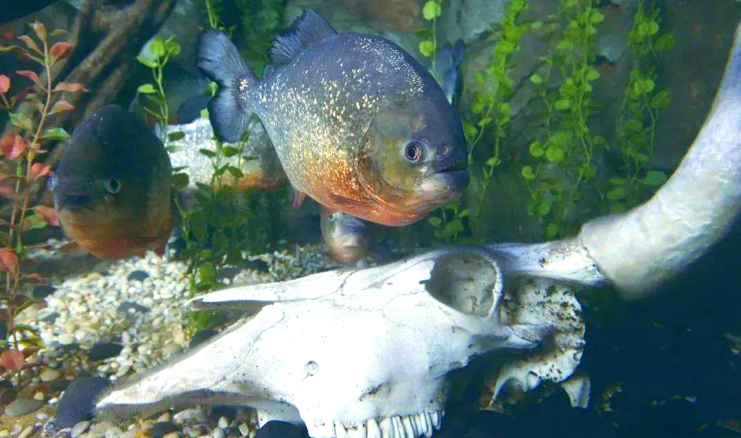 食人鱼真的会攻击人类吗?如何保护自己免受袭击?