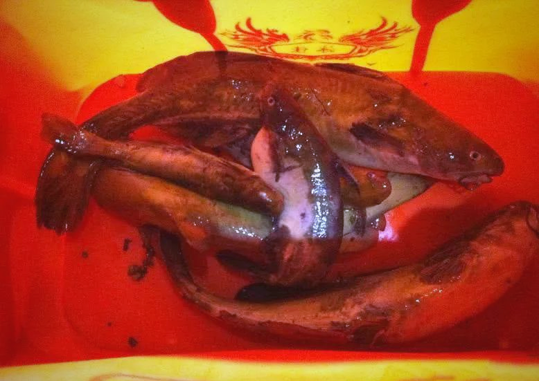 贵州角角鱼:美味诱惑与钓食乐趣的完美结合