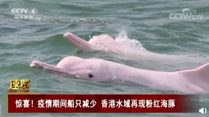 香港水域再现粉红海豚,网友:"粉精灵"