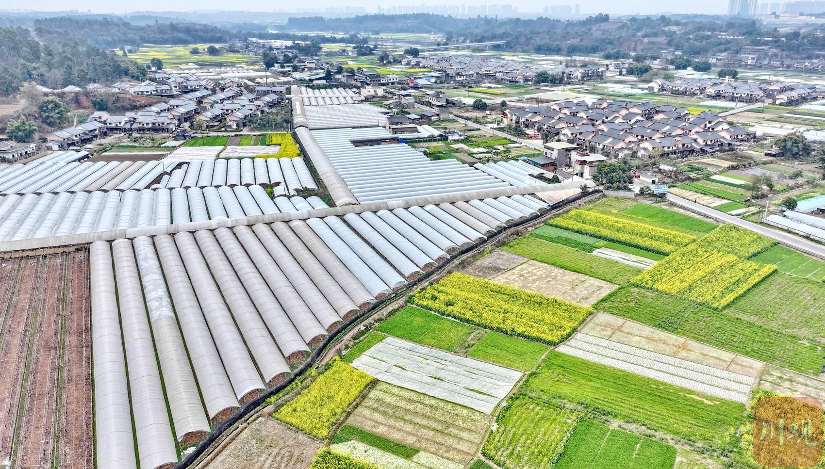 c视觉丨不负春光!成都双流村庄扮靓春日"醉"美画卷