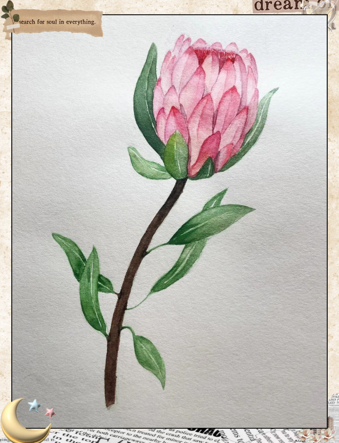 帝王花:为什么它被称为永不凋零的花