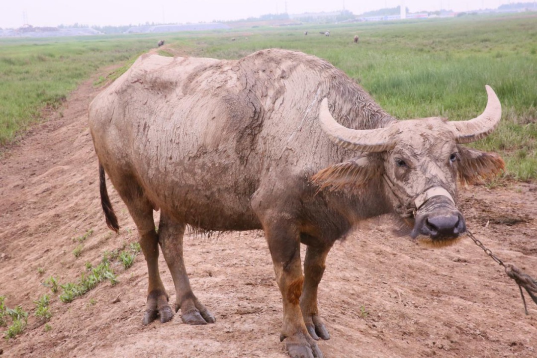 从濒临灭绝到存栏量600多头,来看"上海水牛"的故事