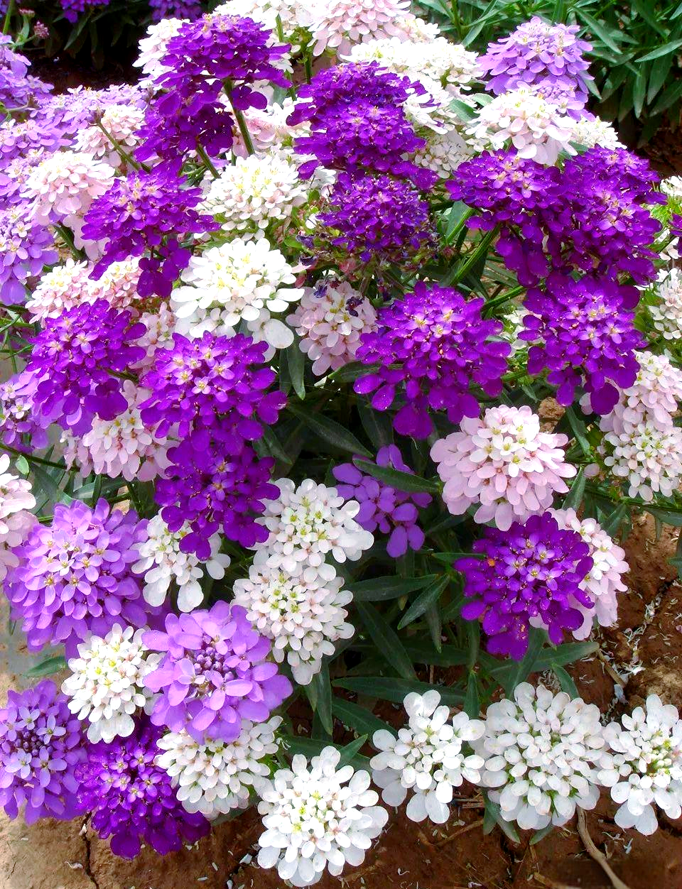 蜂室花种植全攻略:从播种到养护的实用技巧