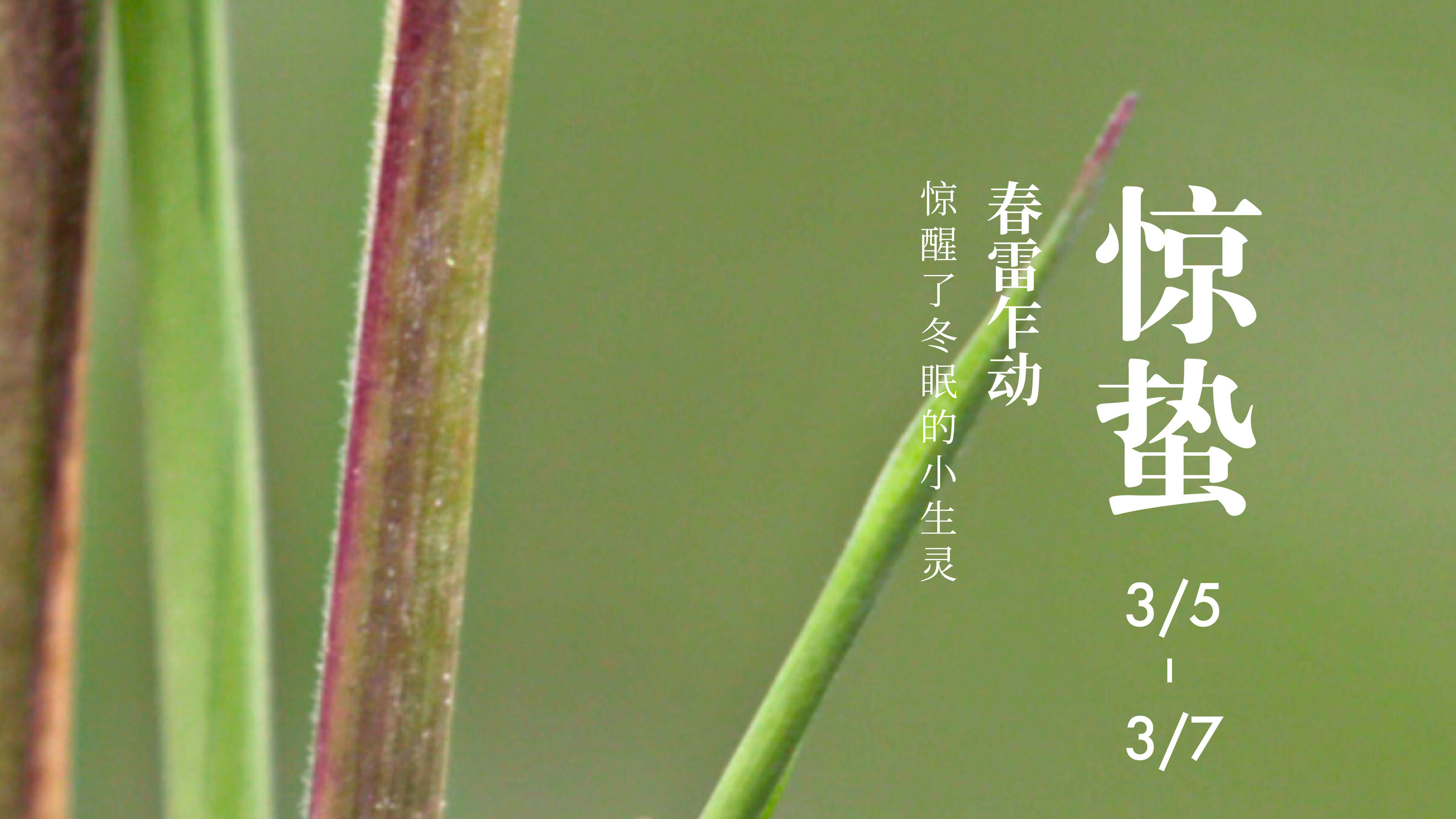 全球连线|二十四节气大赏之三:惊蛰