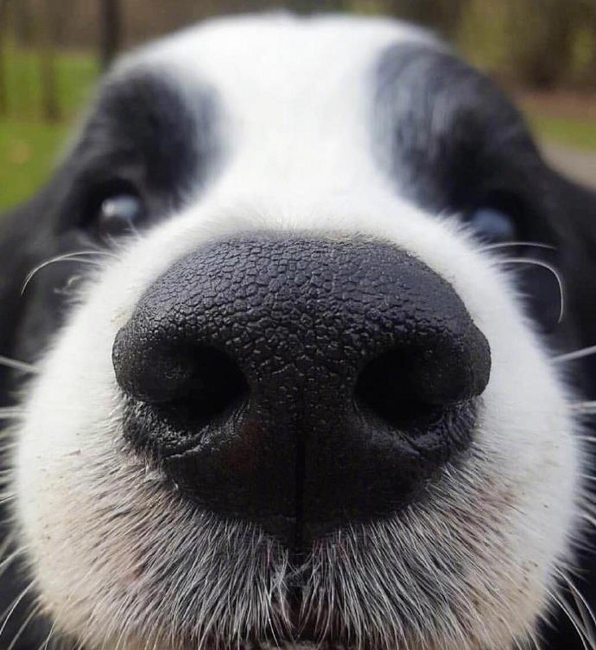 嘬一口萌萌的狗鼻子