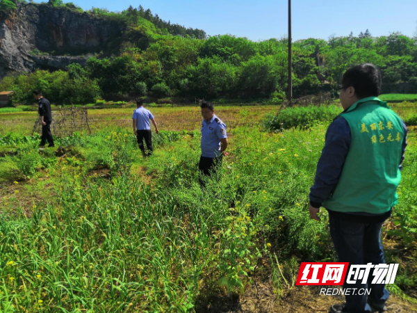 東安縣鹿馬橋鎮:持續開展禁種鏟毒踏查行動