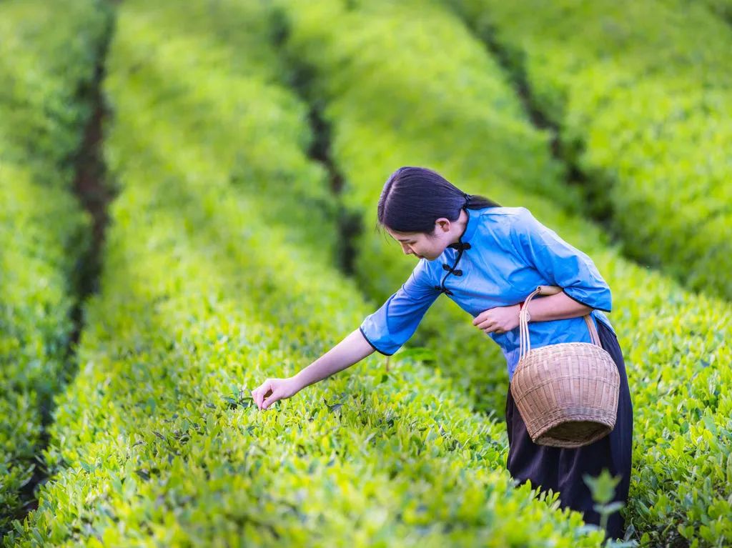 长沙最美乡村攻略①采茶踏青赏春光