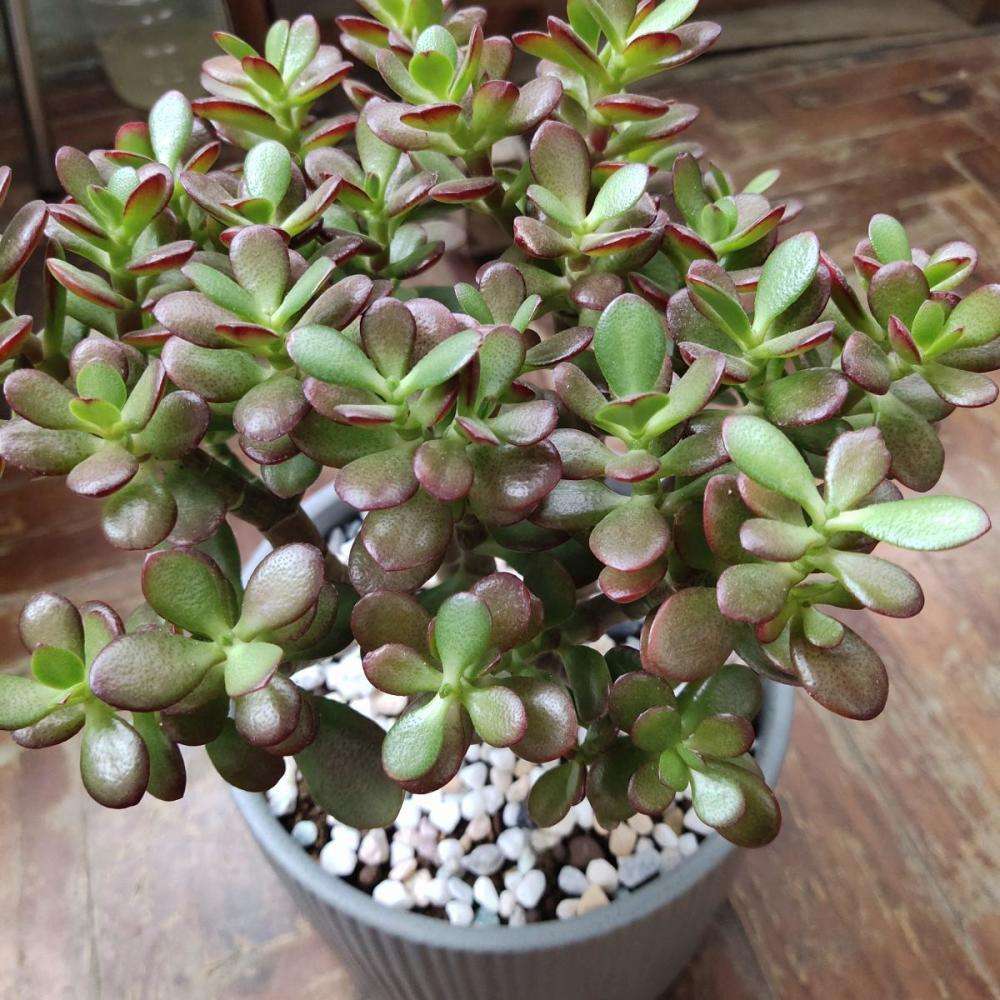 燕子掌和玉树到底有什么区别?别再傻傻分不清,注意其中一个有毒