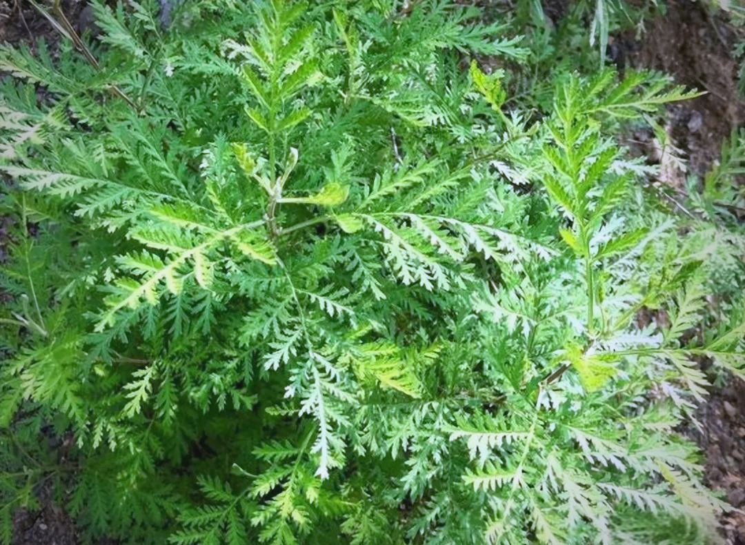 叶子与胡萝卜相似,散发难闻气味,却具有消炎功效的野草