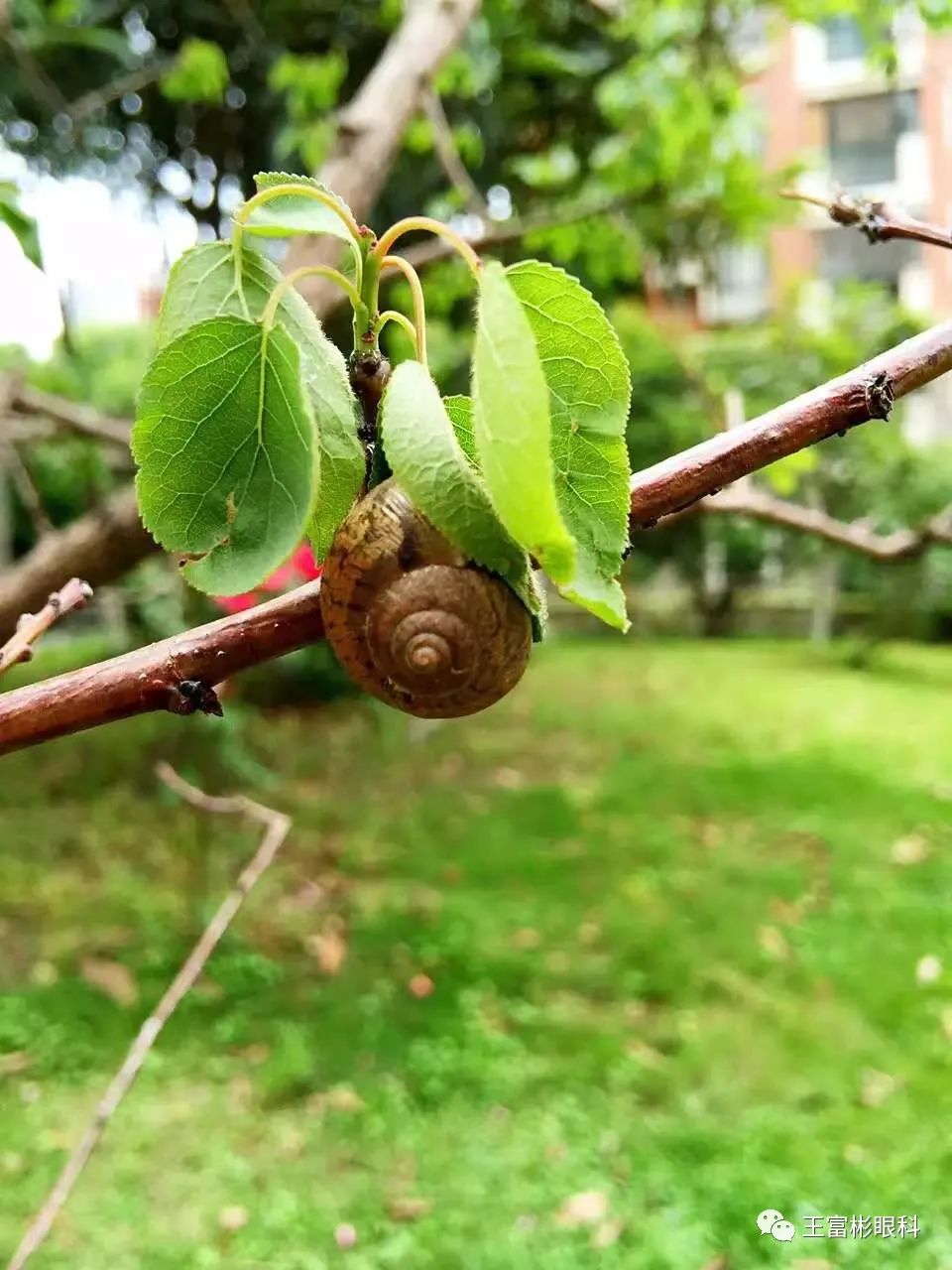 蜗牛爬行痕迹图片