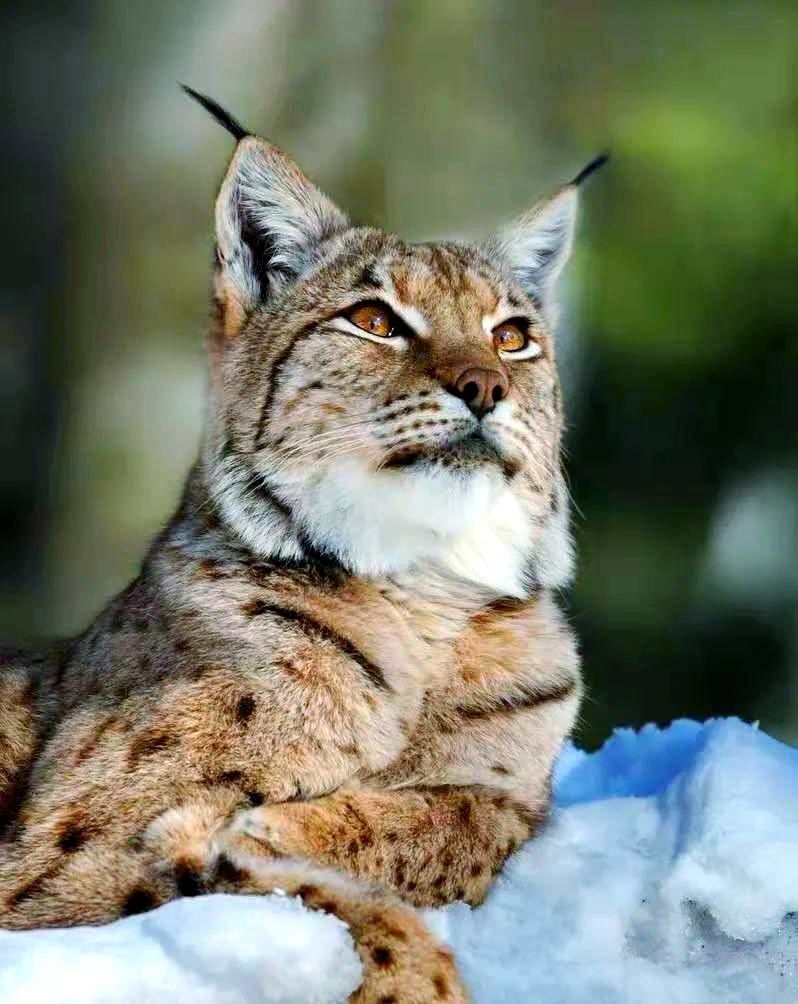 猞猁:一种喜寒且具有多样栖息环境的野生动物