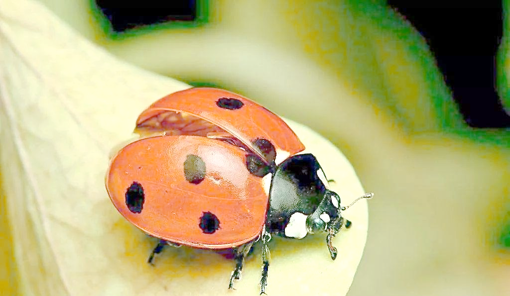 鞘翅目昆虫:种类,特征与生命周期详解
