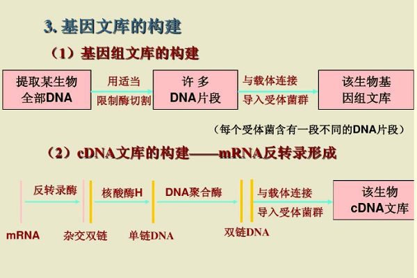 cdna文库的构建步骤