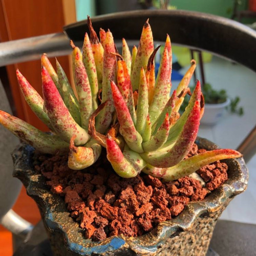 多肉品种:回声,唐印,福兔耳,白帝城,阿尔比芙洛亚