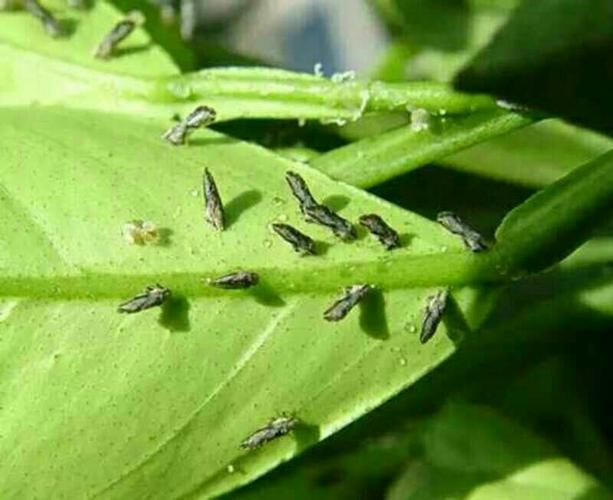 柑橘木虱:形态特征,传病特性与监测方法