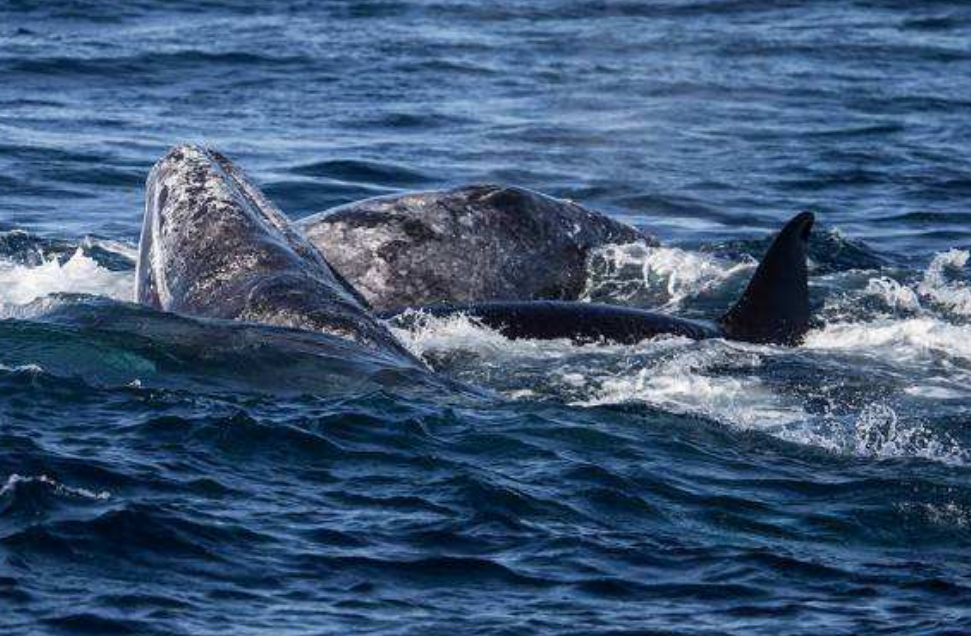 虎鲸捕猎灰鲸,为何只吃掉灰鲸舌头,而其他地方连碰都不碰?