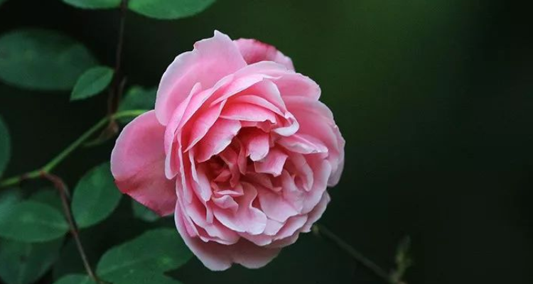 凌晨五点什么花开放