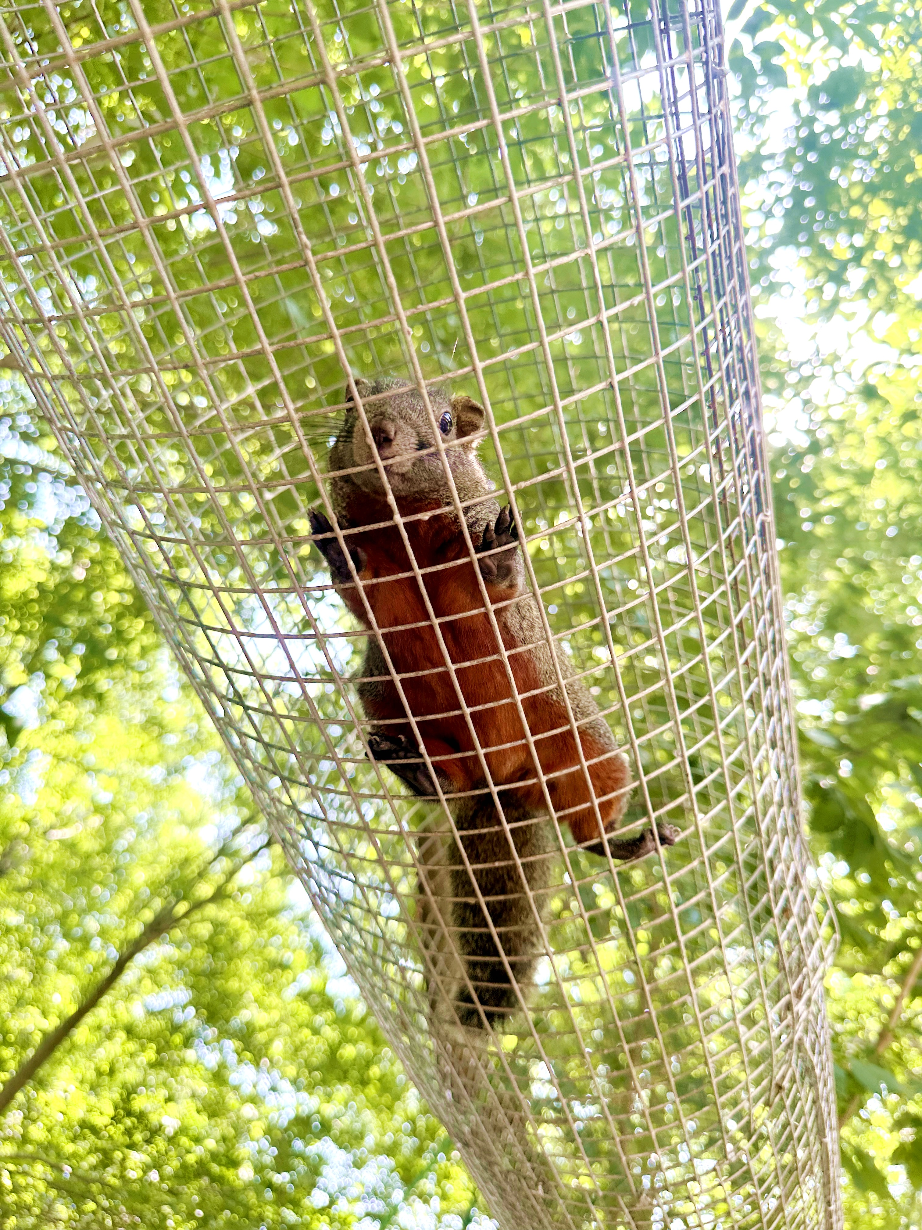 全市首条松鼠"空中跑道"现身南宫秘林谷