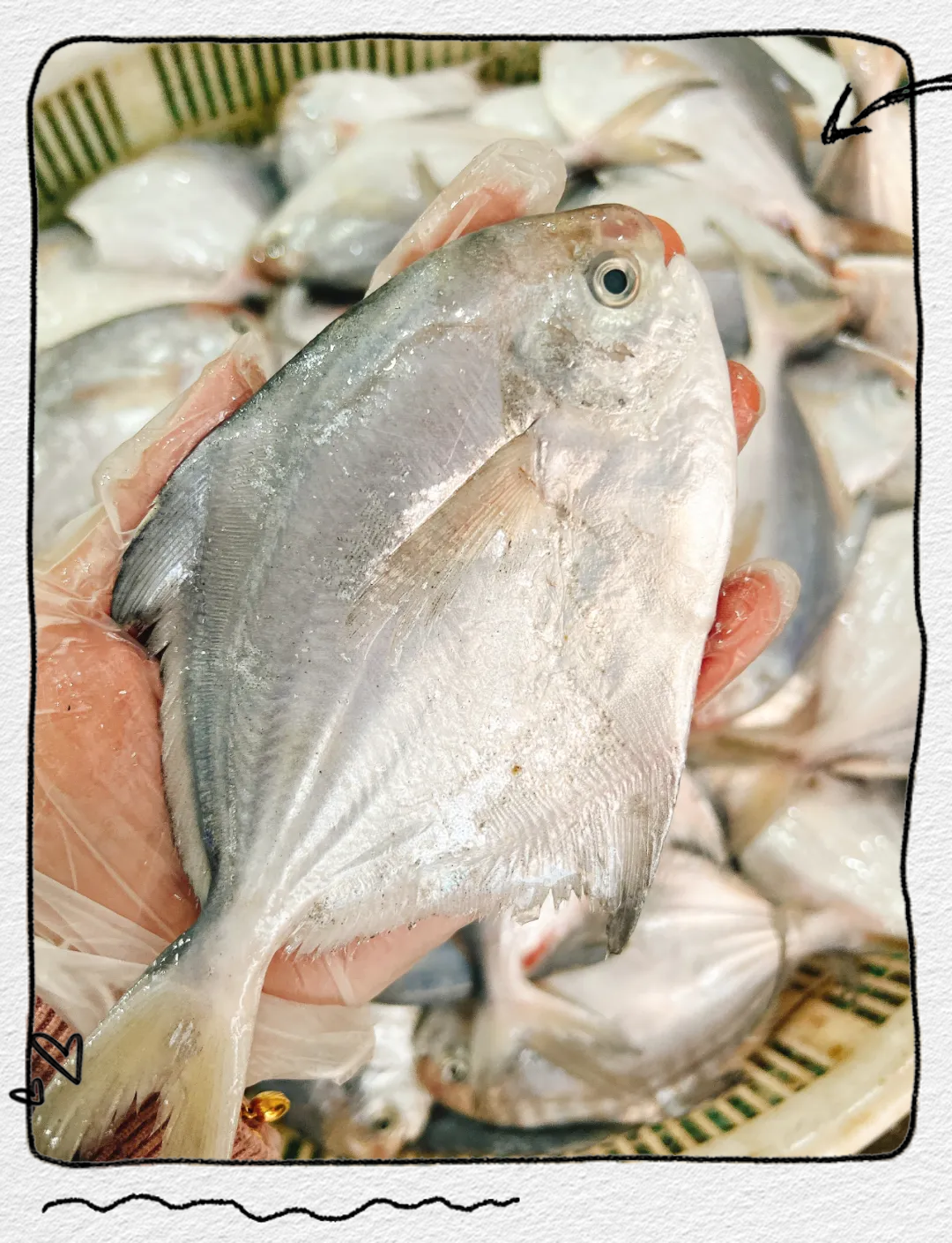 清蒸小晶鱼:享受深海捕捞的鲜美之选