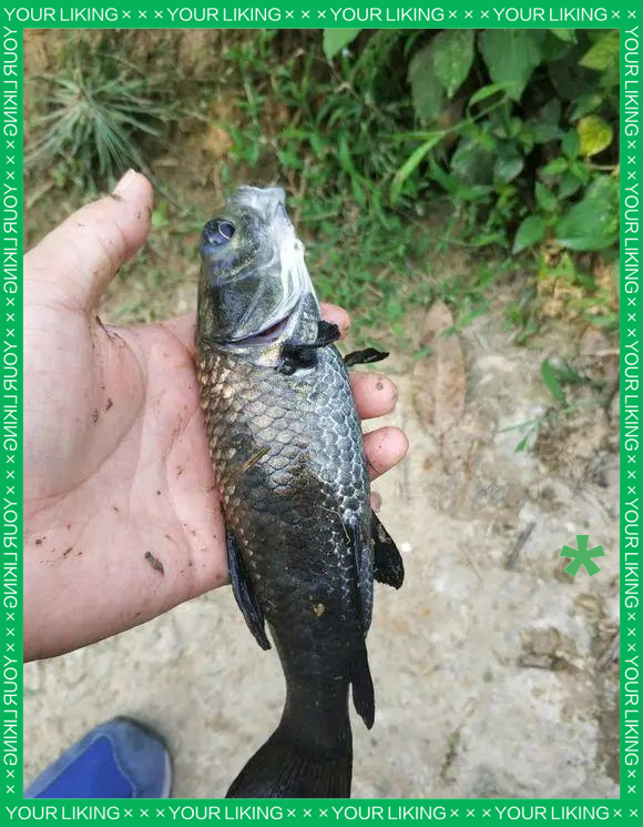 超级青鱼王现形:最大个体竟达500斤