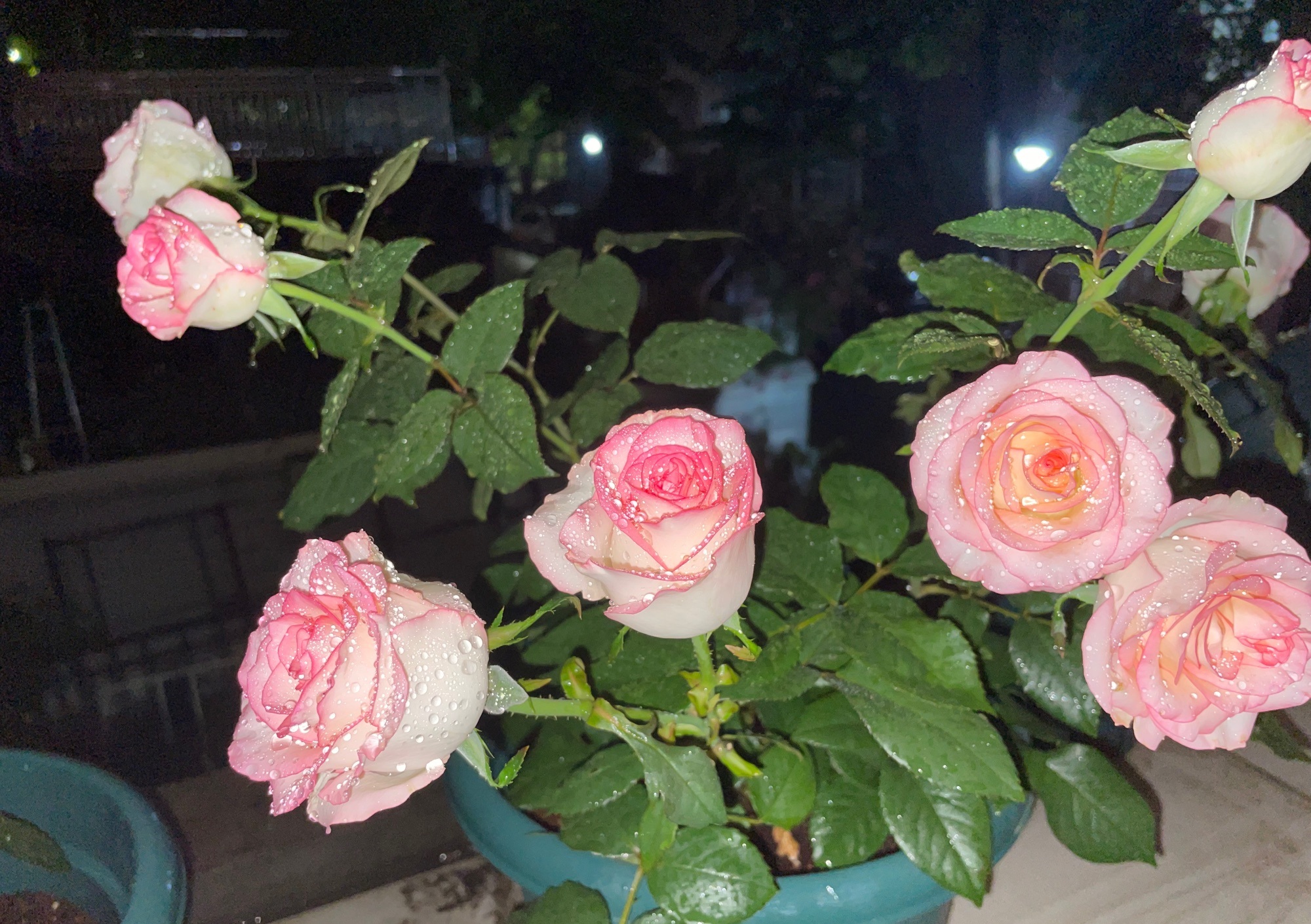 喜欢月季花,就养"艾莎",颜值超高,多季花开,阳台也能养