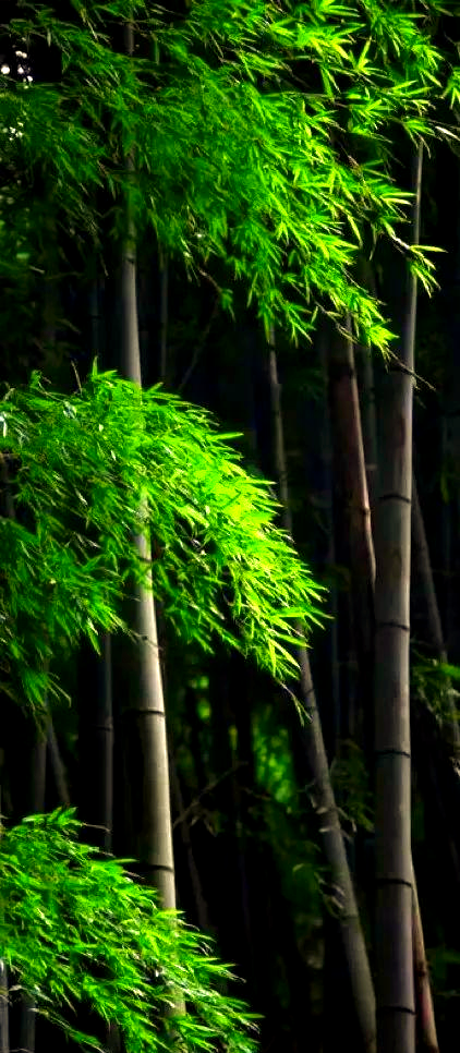 毛竹画法揭秘:如何在画中寻找疏密与姿态