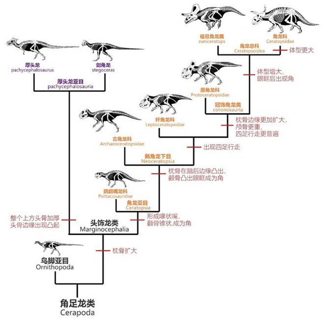 恐龙兽进化路线图片