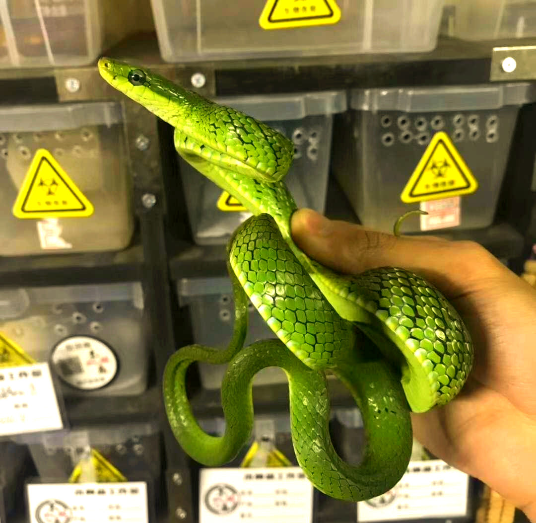 绿锦蛇:绿色蛇类中的全能选手