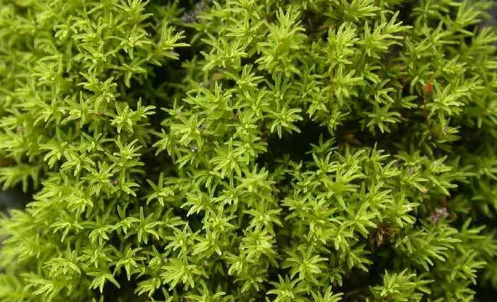 墙藓是苔藓植物吗