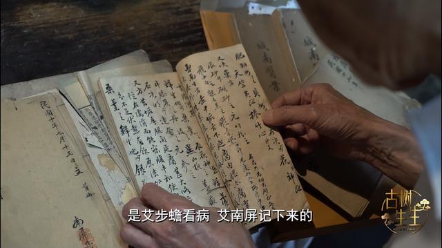 古树生生|仁心"仁树"