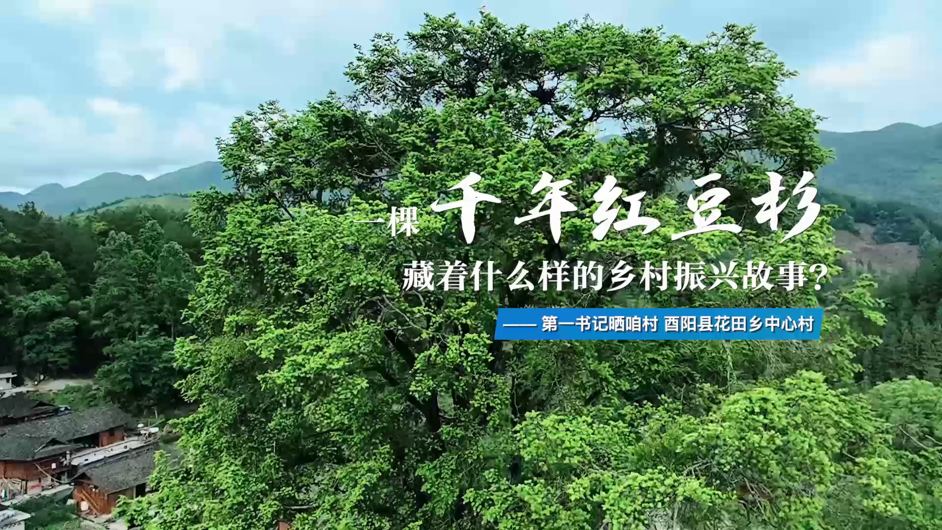 酉阳花田乡中心村:一棵千年红豆杉唤醒村民"主人翁"意识