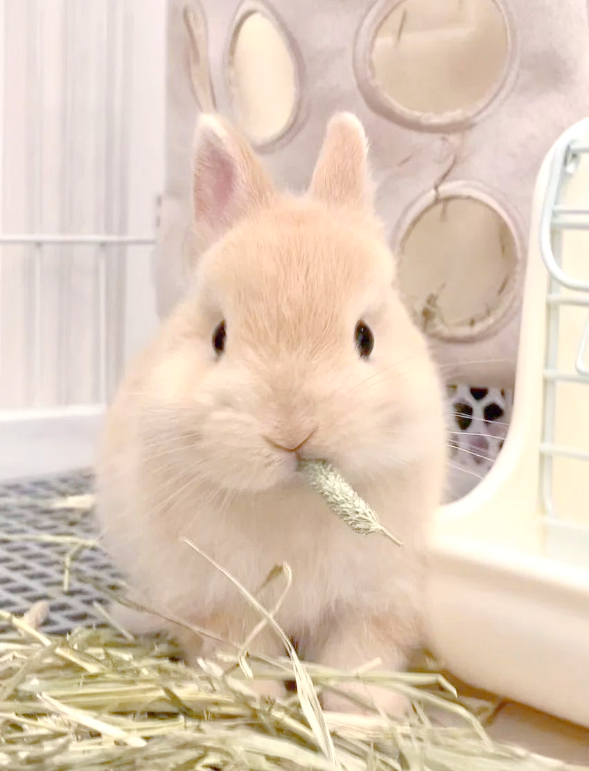 侏儒兔:丛林中的梦幻精灵,探索其多彩世界