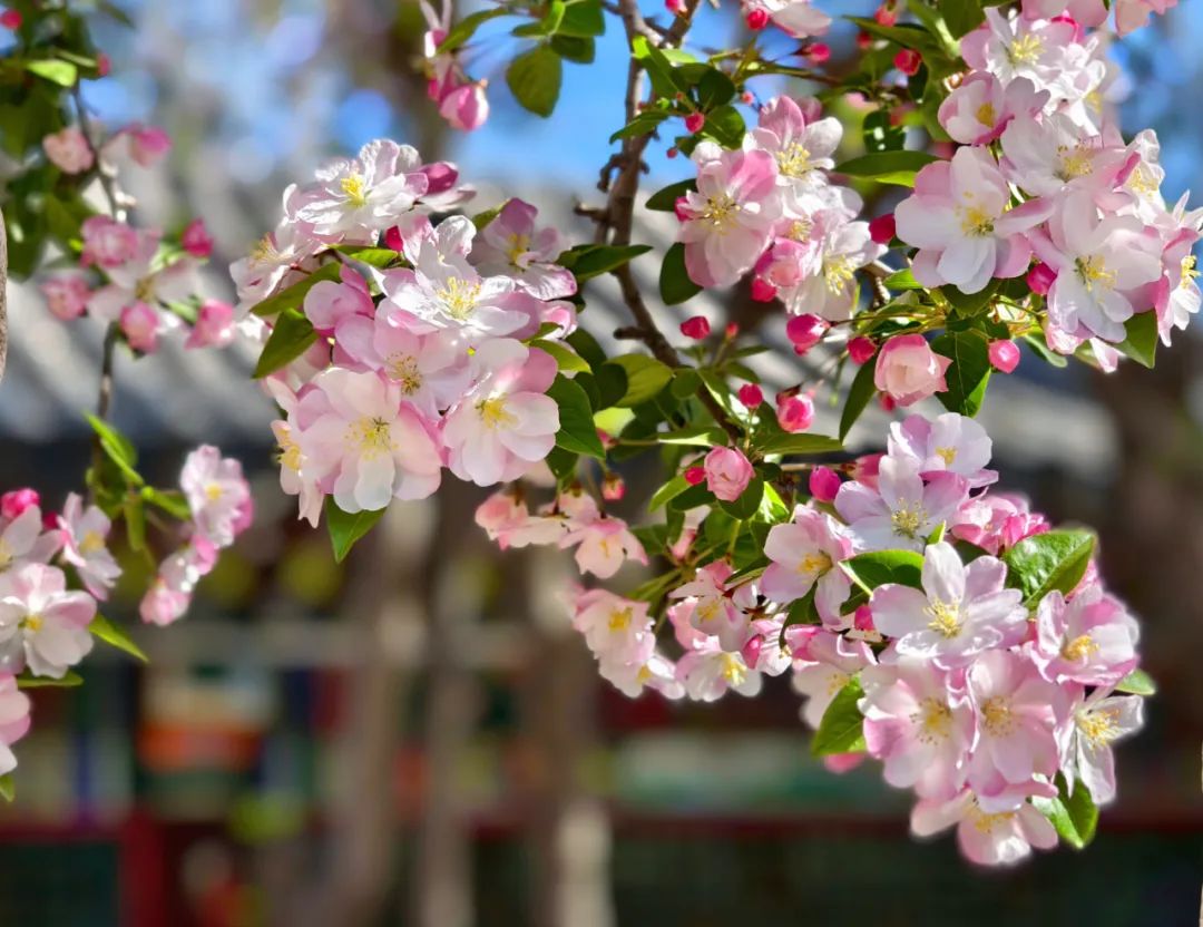 现场直拍荣国府的西府海棠开了