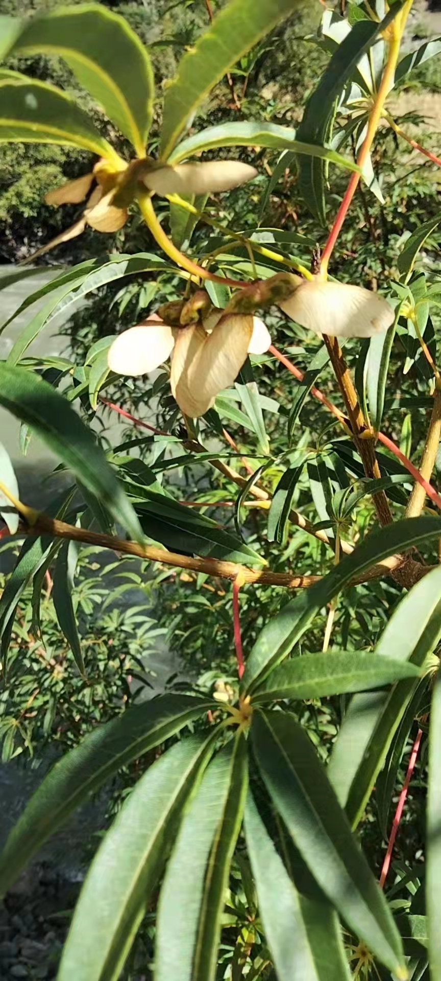 我州再现植物界的"大熊猫"——五小叶槭