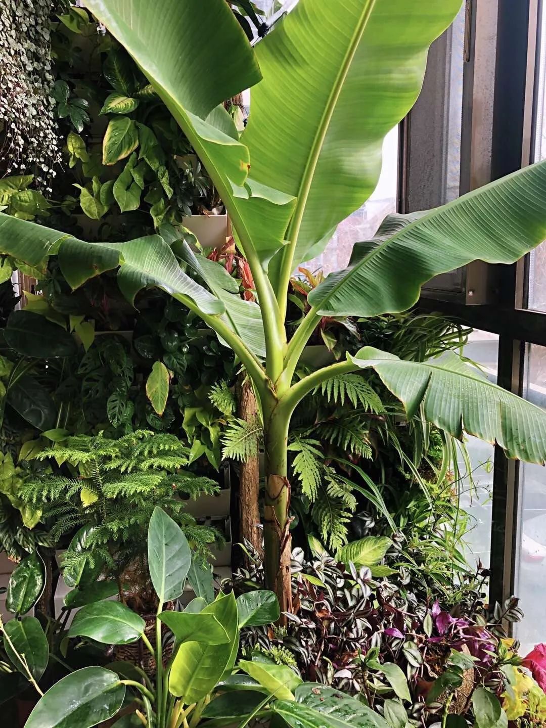 国庆天安门花坛总设计师蓝海浪:家里有近百种花,阳台上长出芭蕉