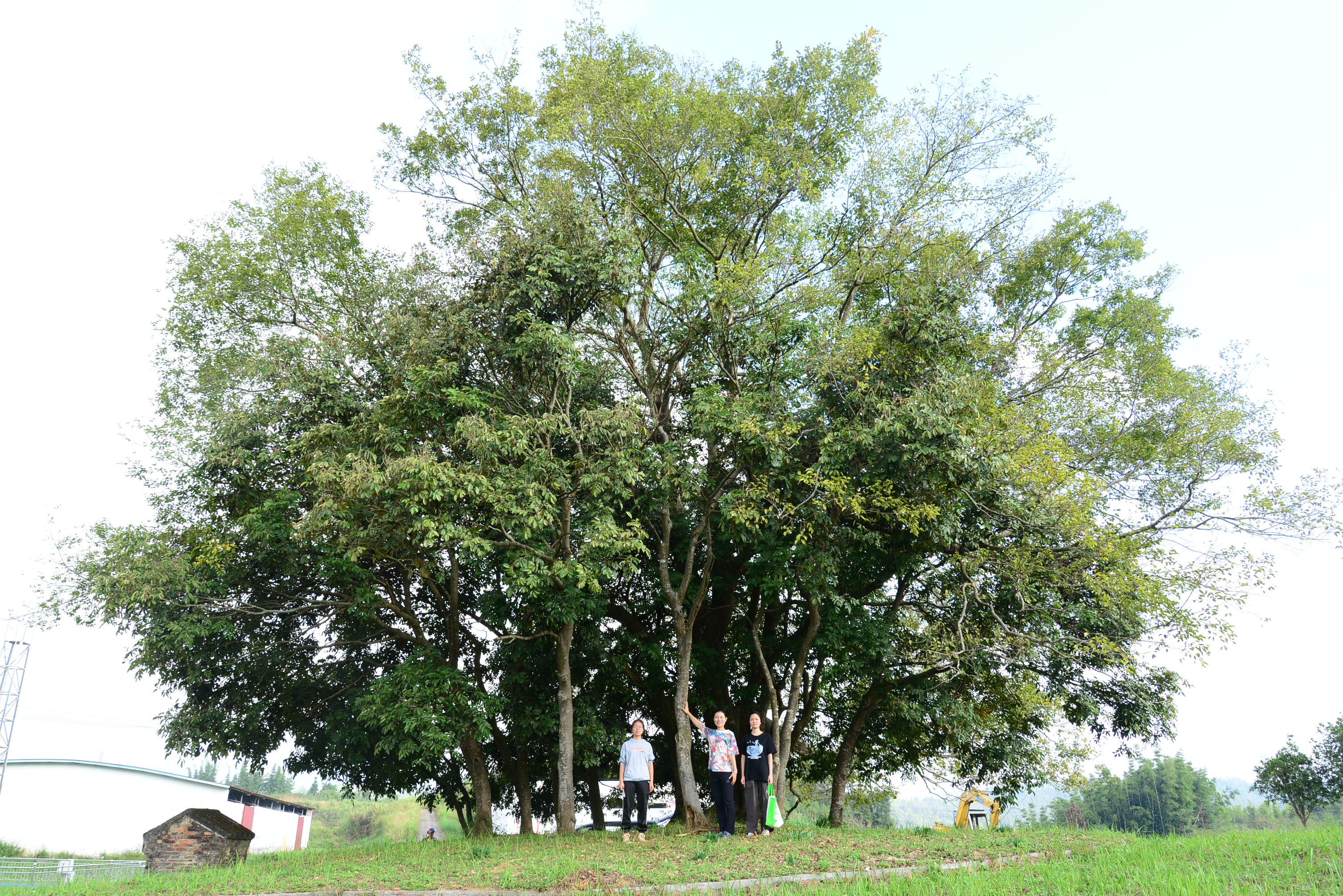 广东省最大的花榈木野生种群现身从化