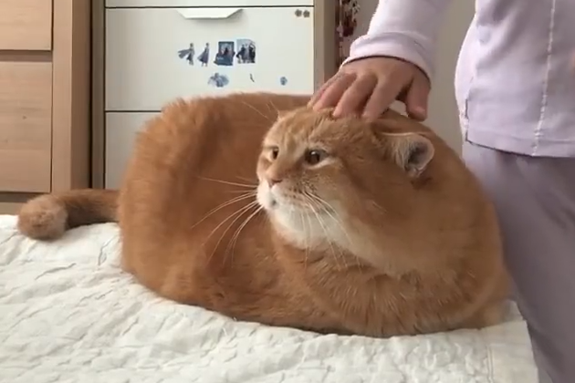 这只年糕猫,长得有点厚又有点方!