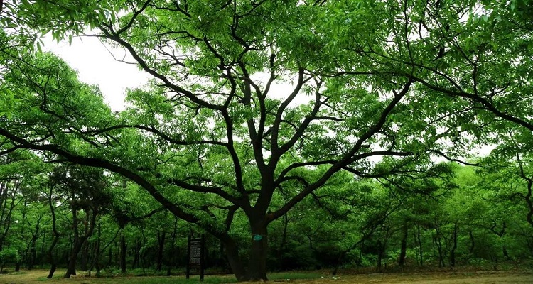 厚朴树剥了皮还能活吗